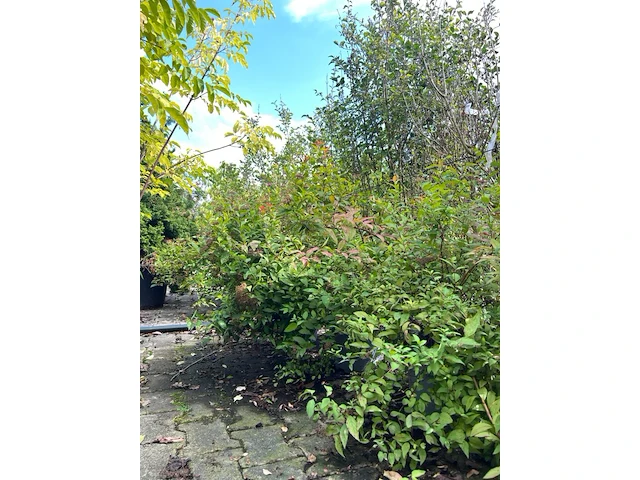 8x perzisch ijzerhout, spierstruik, parrotia persica en spiraea 'goldflame', sierheester, bloei/herfstverkleuring, ca. 30-225 cm hoog - afbeelding 3 van  3