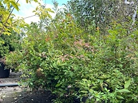 8x perzisch ijzerhout, spierstruik, parrotia persica en spiraea 'goldflame', sierheester, bloei/herfstverkleuring, ca. 30-225 cm hoog - afbeelding 3 van  3