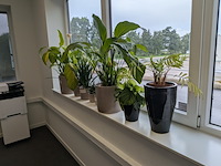 8x plant in pot - afbeelding 1 van  9