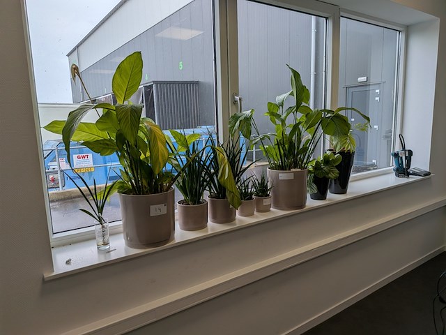 8x plant in pot - afbeelding 2 van  9