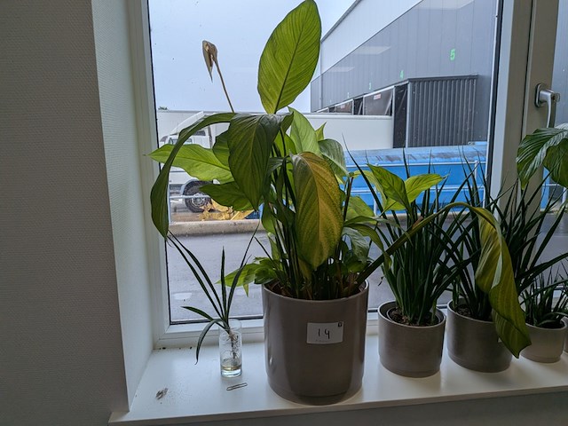8x plant in pot - afbeelding 3 van  9