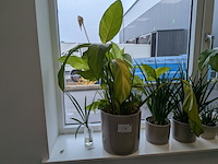 8x plant in pot - afbeelding 3 van  9
