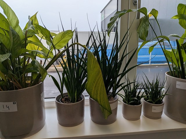 8x plant in pot - afbeelding 4 van  9