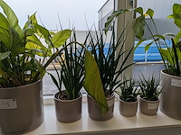 8x plant in pot - afbeelding 4 van  9