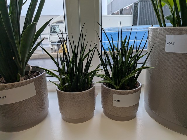8x plant in pot - afbeelding 5 van  9