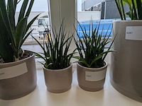8x plant in pot - afbeelding 5 van  9