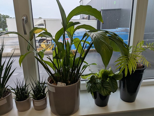 8x plant in pot - afbeelding 6 van  9