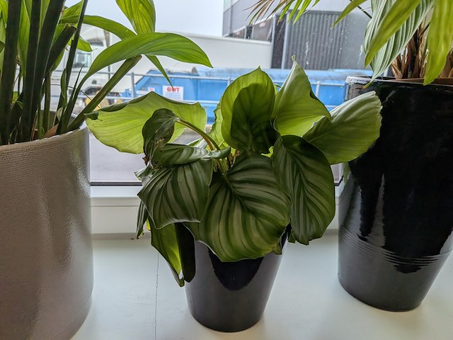 8x plant in pot - afbeelding 7 van  9