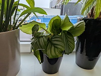 8x plant in pot - afbeelding 7 van  9