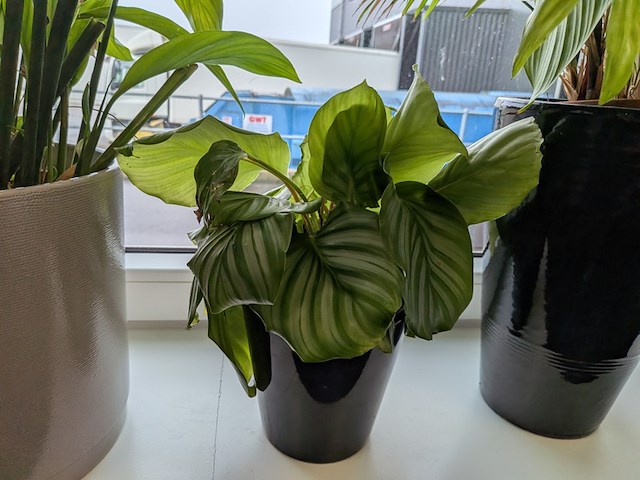 8x plant in pot - afbeelding 8 van  9