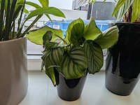 8x plant in pot - afbeelding 8 van  9