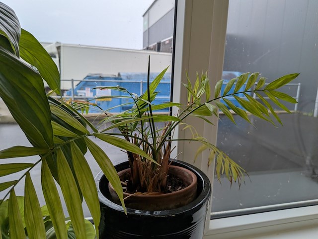 8x plant in pot - afbeelding 9 van  9