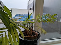 8x plant in pot - afbeelding 9 van  9