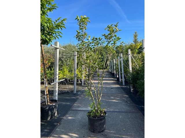 8x sierstruiken, syringa vulgaris, parrotia persica, sierheester, bloei/herfstverkleuring, ca. 125-175 cm hoog - afbeelding 1 van  5