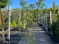 8x sierstruiken, syringa vulgaris, parrotia persica, sierheester, bloei/herfstverkleuring, ca. 125-175 cm hoog