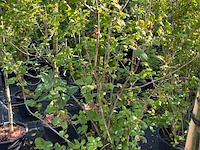 8x sierstruiken, syringa vulgaris, parrotia persica, sierheester, bloei/herfstverkleuring, ca. 125-175 cm hoog - afbeelding 2 van  5