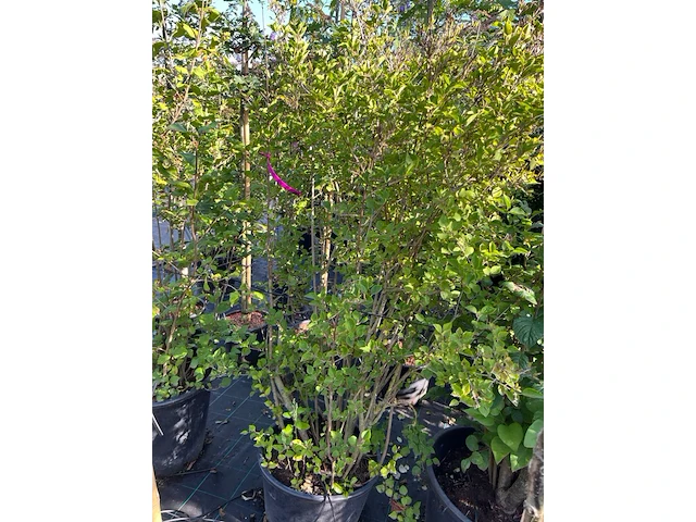 8x sierstruiken, syringa vulgaris, parrotia persica, sierheester, bloei/herfstverkleuring, ca. 125-175 cm hoog - afbeelding 3 van  5