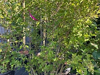 8x sierstruiken, syringa vulgaris, parrotia persica, sierheester, bloei/herfstverkleuring, ca. 125-175 cm hoog - afbeelding 3 van  5