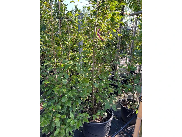 8x sierstruiken, syringa vulgaris, parrotia persica, sierheester, bloei/herfstverkleuring, ca. 125-175 cm hoog - afbeelding 4 van  5
