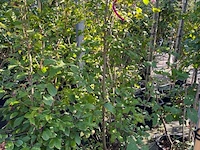 8x sierstruiken, syringa vulgaris, parrotia persica, sierheester, bloei/herfstverkleuring, ca. 125-175 cm hoog - afbeelding 4 van  5