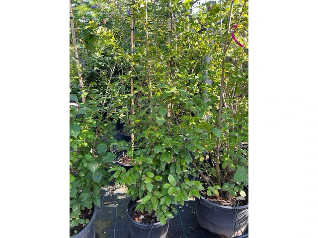 8x sierstruiken, syringa vulgaris, parrotia persica, sierheester, bloei/herfstverkleuring, ca. 125-175 cm hoog - afbeelding 5 van  5