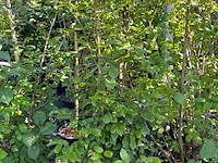 8x sierstruiken, syringa vulgaris, parrotia persica, sierheester, bloei/herfstverkleuring, ca. 125-175 cm hoog - afbeelding 5 van  5