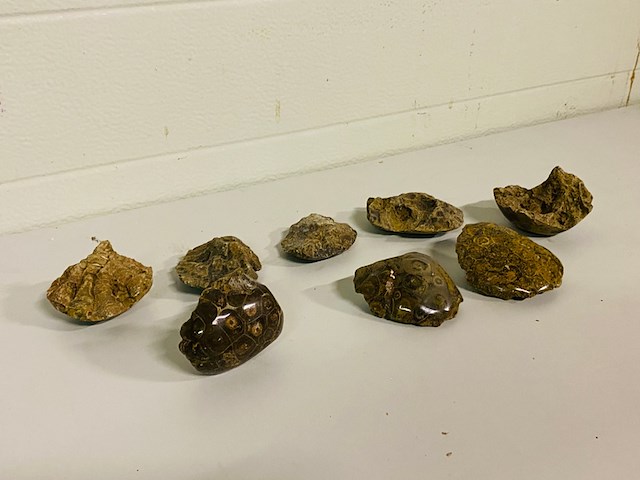 8x versteend koraal - afbeelding 1 van  7
