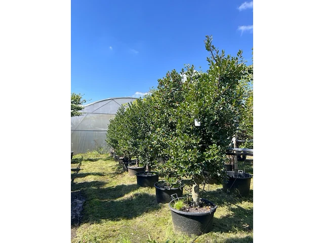 9x hulst, ilex aquifolium, haagplant, wintergroen, ca. 200-225 cm hoog - afbeelding 1 van  1