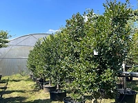 9x hulst, ilex aquifolium, haagplant, wintergroen, ca. 200-225 cm hoog