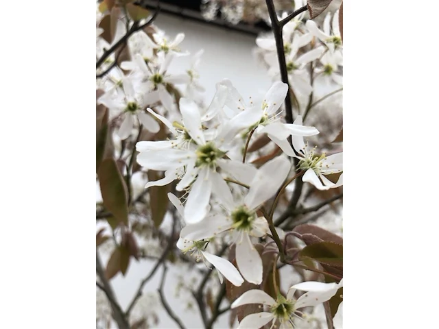 9x krentenboompje, amelanchier lamarckii, meerstammig, witte bloesem, ca. 250-300 cm hoog - afbeelding 2 van  10