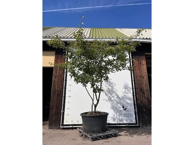 9x krentenboompje, amelanchier lamarckii, meerstammig, witte bloesem, ca. 250-300 cm hoog - afbeelding 1 van  10