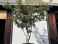 9x krentenboompje, amelanchier lamarckii, meerstammig, witte bloesem, ca. 250-300 cm hoog