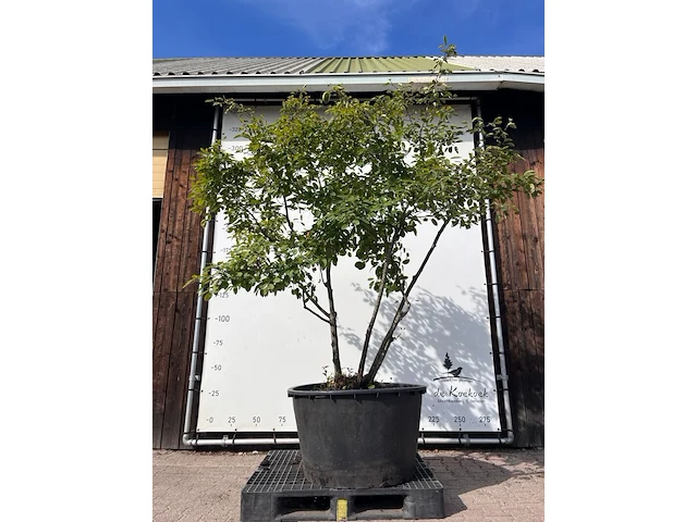 9x krentenboompje, amelanchier lamarckii, meerstammig, witte bloesem, ca. 250-300 cm hoog - afbeelding 3 van  10