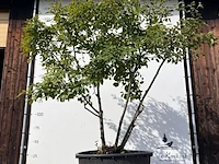 9x krentenboompje, amelanchier lamarckii, meerstammig, witte bloesem, ca. 250-300 cm hoog - afbeelding 3 van  10