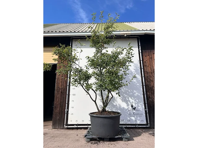 9x krentenboompje, amelanchier lamarckii, meerstammig, witte bloesem, ca. 250-300 cm hoog - afbeelding 4 van  10