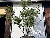 9x krentenboompje, amelanchier lamarckii, meerstammig, witte bloesem, ca. 250-300 cm hoog - afbeelding 4 van  10