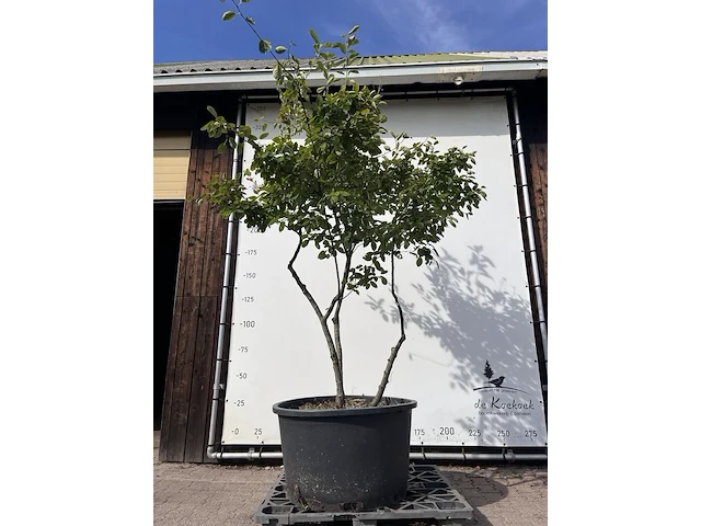 9x krentenboompje, amelanchier lamarckii, meerstammig, witte bloesem, ca. 250-300 cm hoog - afbeelding 5 van  10