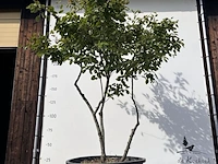9x krentenboompje, amelanchier lamarckii, meerstammig, witte bloesem, ca. 250-300 cm hoog - afbeelding 5 van  10