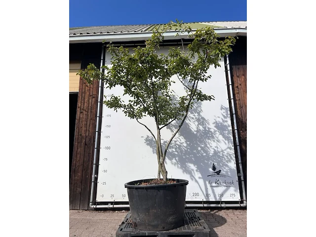9x krentenboompje, amelanchier lamarckii, meerstammig, witte bloesem, ca. 250-300 cm hoog - afbeelding 6 van  10