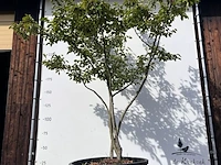 9x krentenboompje, amelanchier lamarckii, meerstammig, witte bloesem, ca. 250-300 cm hoog - afbeelding 6 van  10