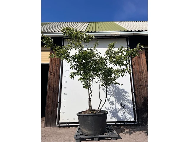 9x krentenboompje, amelanchier lamarckii, meerstammig, witte bloesem, ca. 250-300 cm hoog - afbeelding 7 van  10