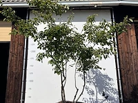 9x krentenboompje, amelanchier lamarckii, meerstammig, witte bloesem, ca. 250-300 cm hoog - afbeelding 7 van  10