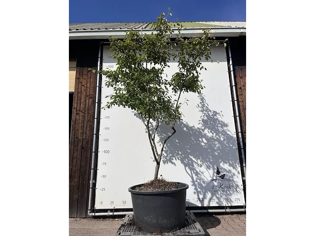 9x krentenboompje, amelanchier lamarckii, meerstammig, witte bloesem, ca. 250-300 cm hoog - afbeelding 8 van  10