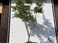 9x krentenboompje, amelanchier lamarckii, meerstammig, witte bloesem, ca. 250-300 cm hoog - afbeelding 8 van  10