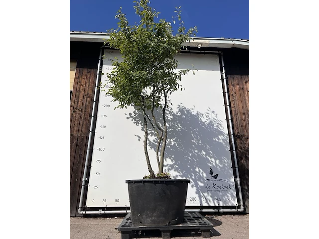 9x krentenboompje, amelanchier lamarckii, meerstammig, witte bloesem, ca. 250-300 cm hoog - afbeelding 9 van  10
