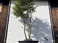 9x krentenboompje, amelanchier lamarckii, meerstammig, witte bloesem, ca. 250-300 cm hoog - afbeelding 9 van  10