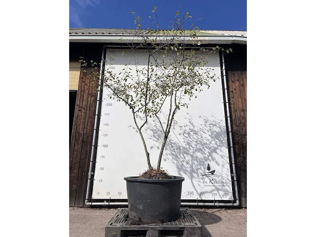 9x krentenboompje, amelanchier lamarckii, meerstammig, witte bloesem, ca. 250-300 cm hoog - afbeelding 10 van  10