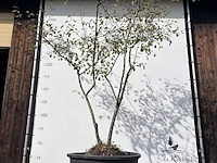 9x krentenboompje, amelanchier lamarckii, meerstammig, witte bloesem, ca. 250-300 cm hoog - afbeelding 10 van  10