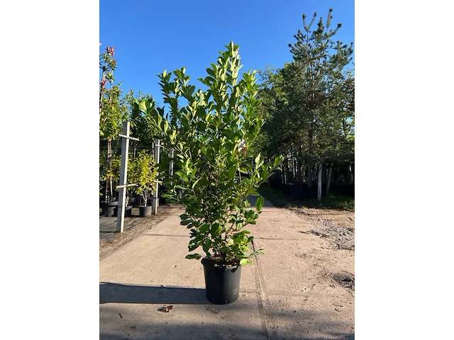 9x laurierkers, prunus 'rotundifolia', haagplant, wintergroen, ca. 150-200 cm hoog - afbeelding 1 van  2