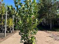 9x laurierkers, prunus 'rotundifolia', haagplant, wintergroen, ca. 150-200 cm hoog